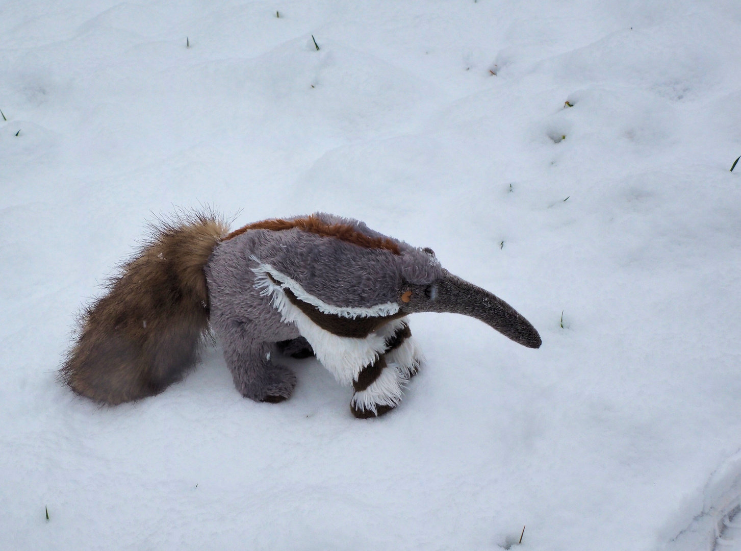 Sniffis Gespür für Schnee .. 