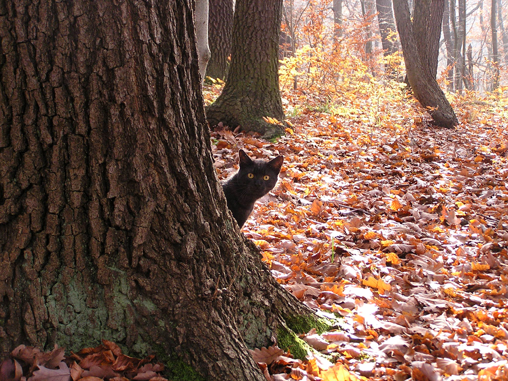 Snille im Wald