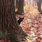 Snille im Wald