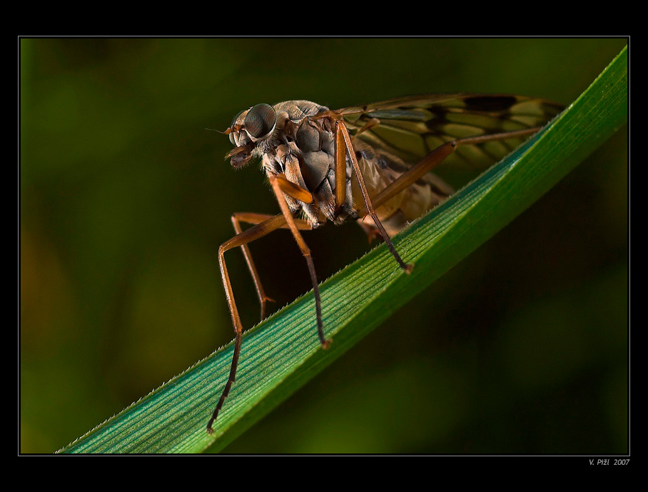 Snipe Fly