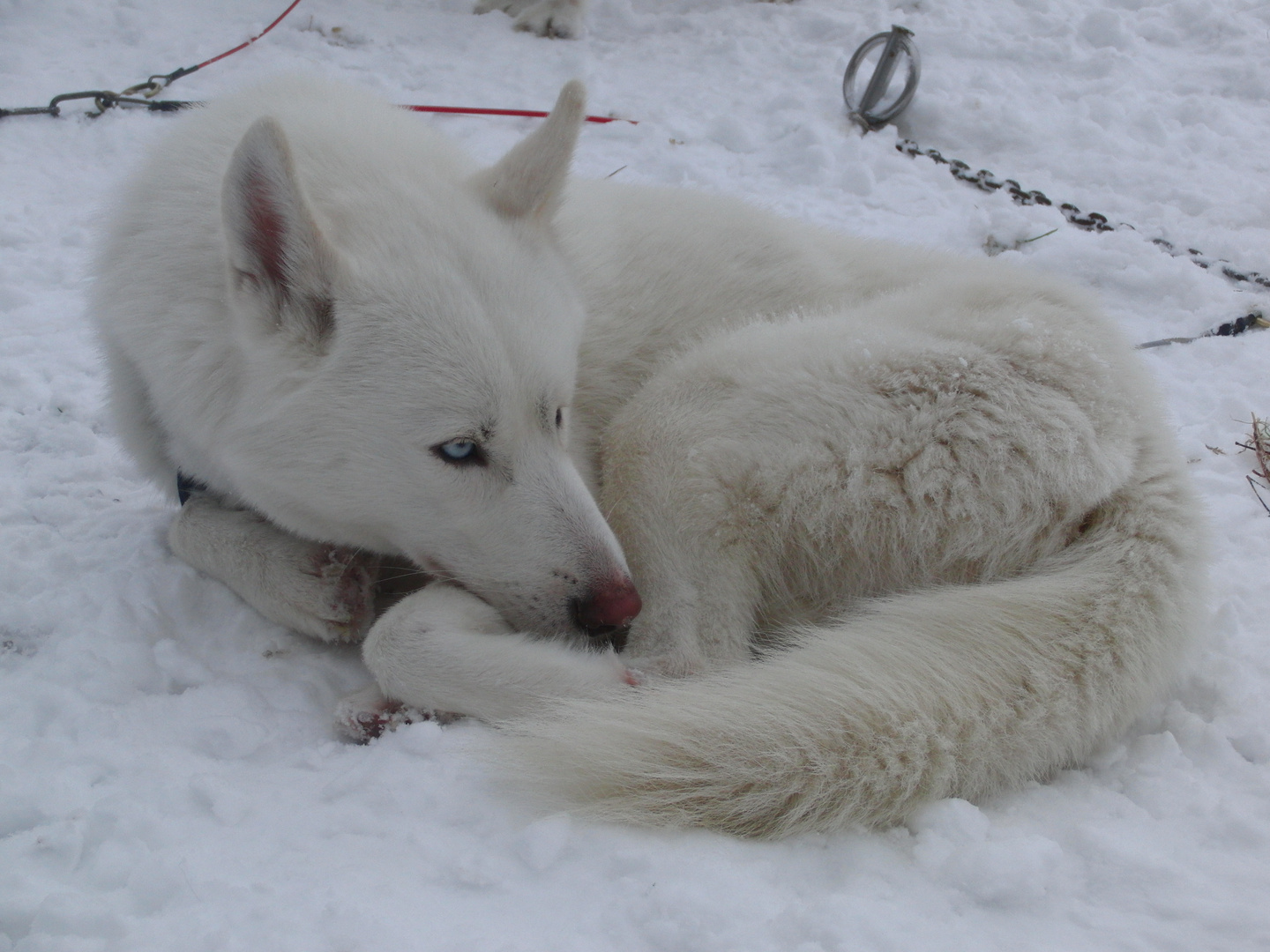 Snöle