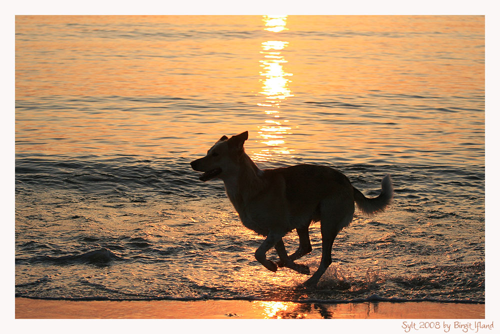 Snoopa auf Sylt...