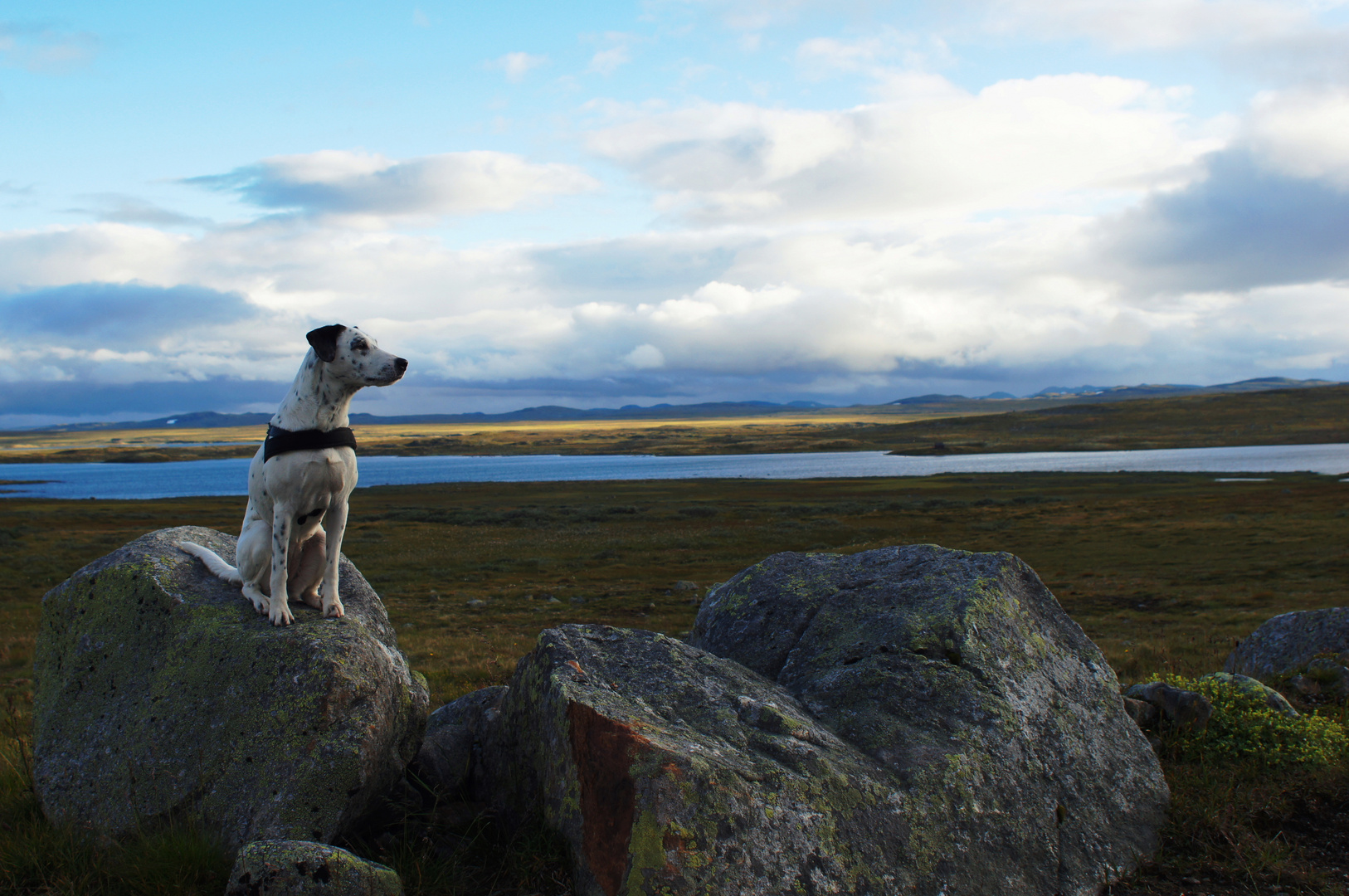 Snoopy besichtigt die Hardangervidda