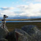 Snoopy besichtigt die Hardangervidda