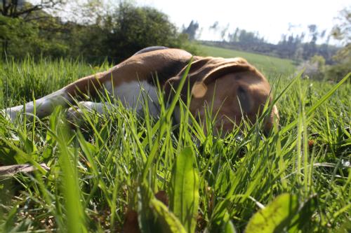 Snoopy der Beagle