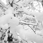 Snoopy hängt im Schnee ab