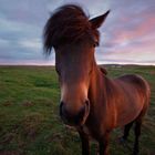 Snoopy Horse