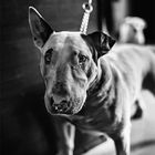 Snoopy le Bull Terrier