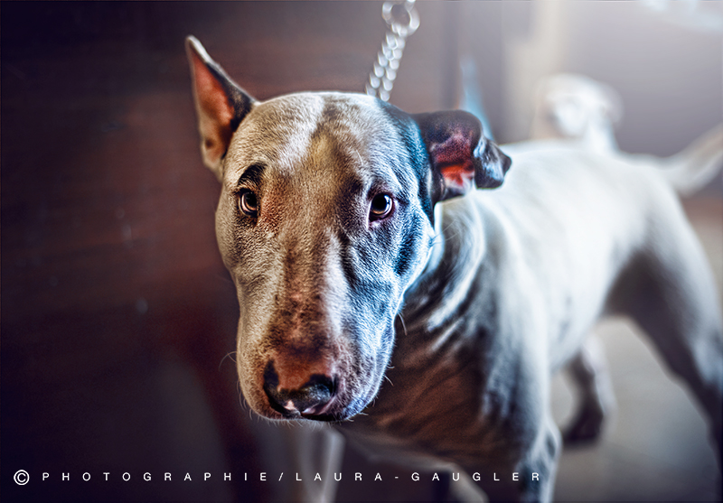 Snoopy, le Bull Terrier