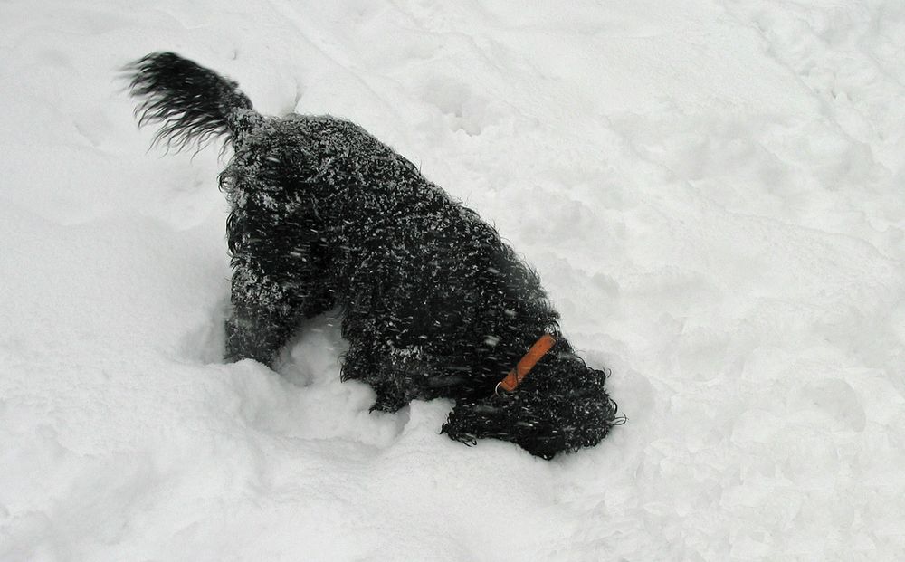 snoopy sucht...