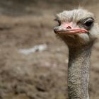 Snooty Ostrich