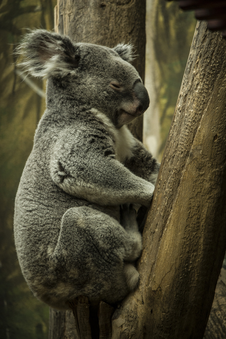 snoozing Koala