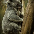 snoozing Koala