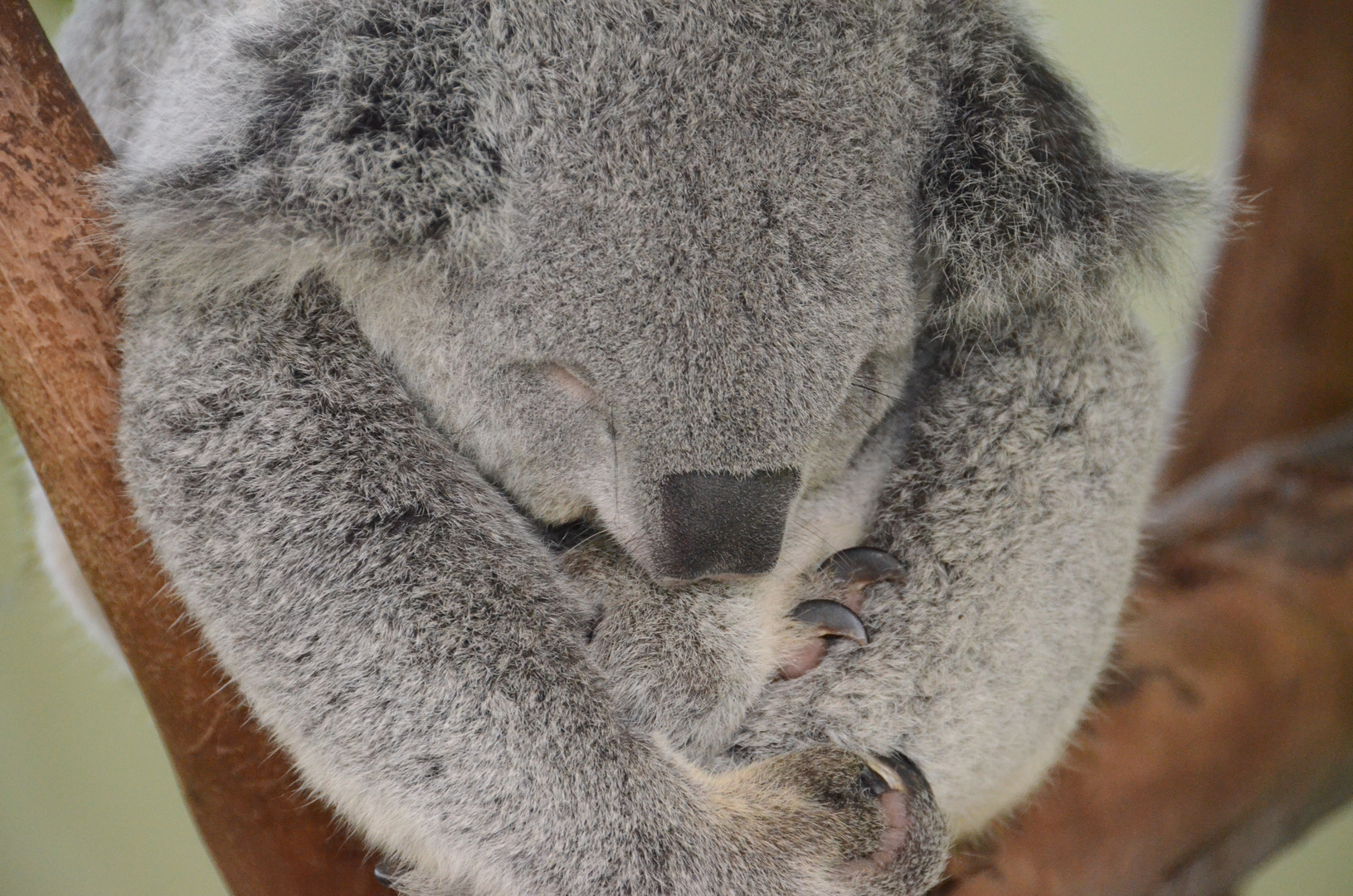 SNORING KOALA