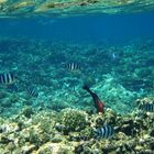 Snorkeling at Ile Coco