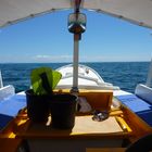 Snorkeling CORAL GARDEN, Malapascua with BALELENG Mike&Diose' s Beachcottage