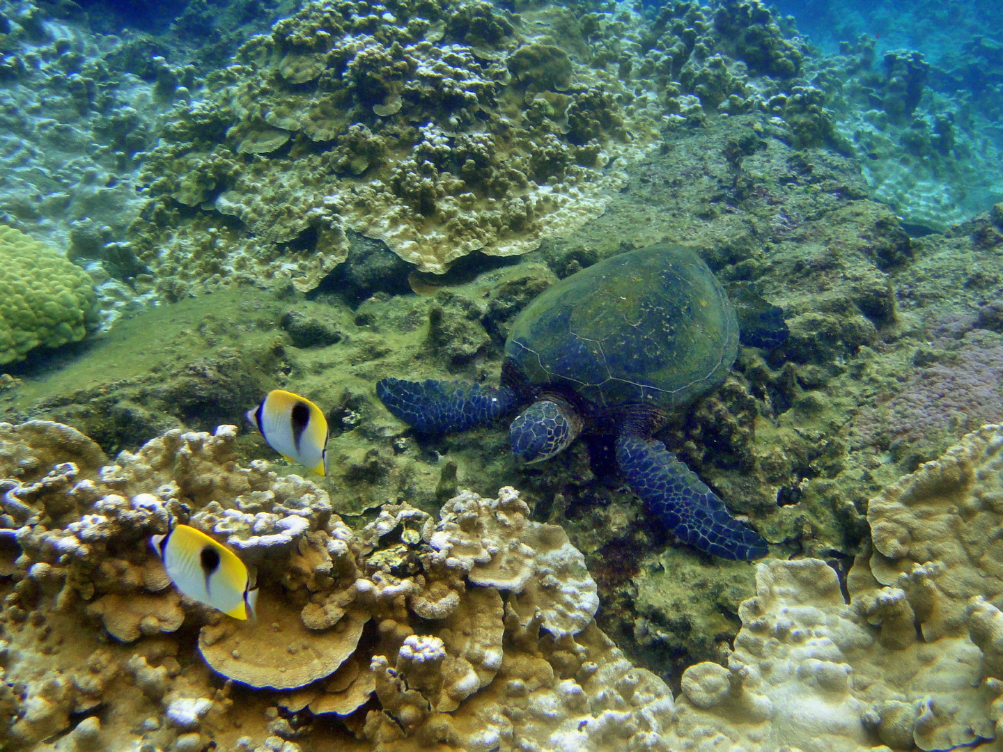 Snorkeling @ Kapoho Tide Pools