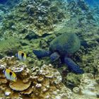 Snorkeling @ Kapoho Tide Pools