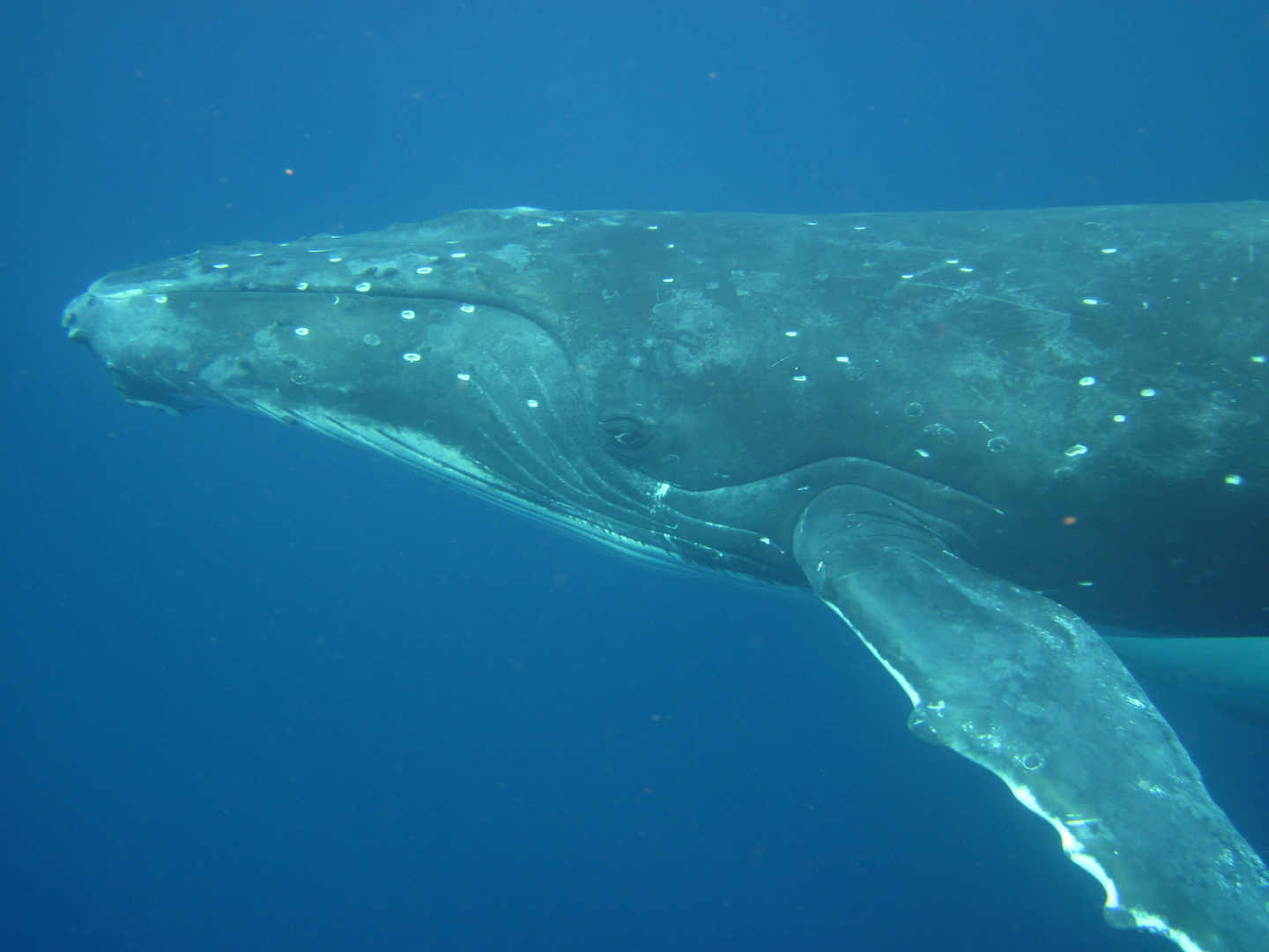 snorkling with whales in Tonga