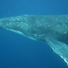 snorkling with whales in Tonga