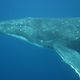 snorkling with whales in Tonga