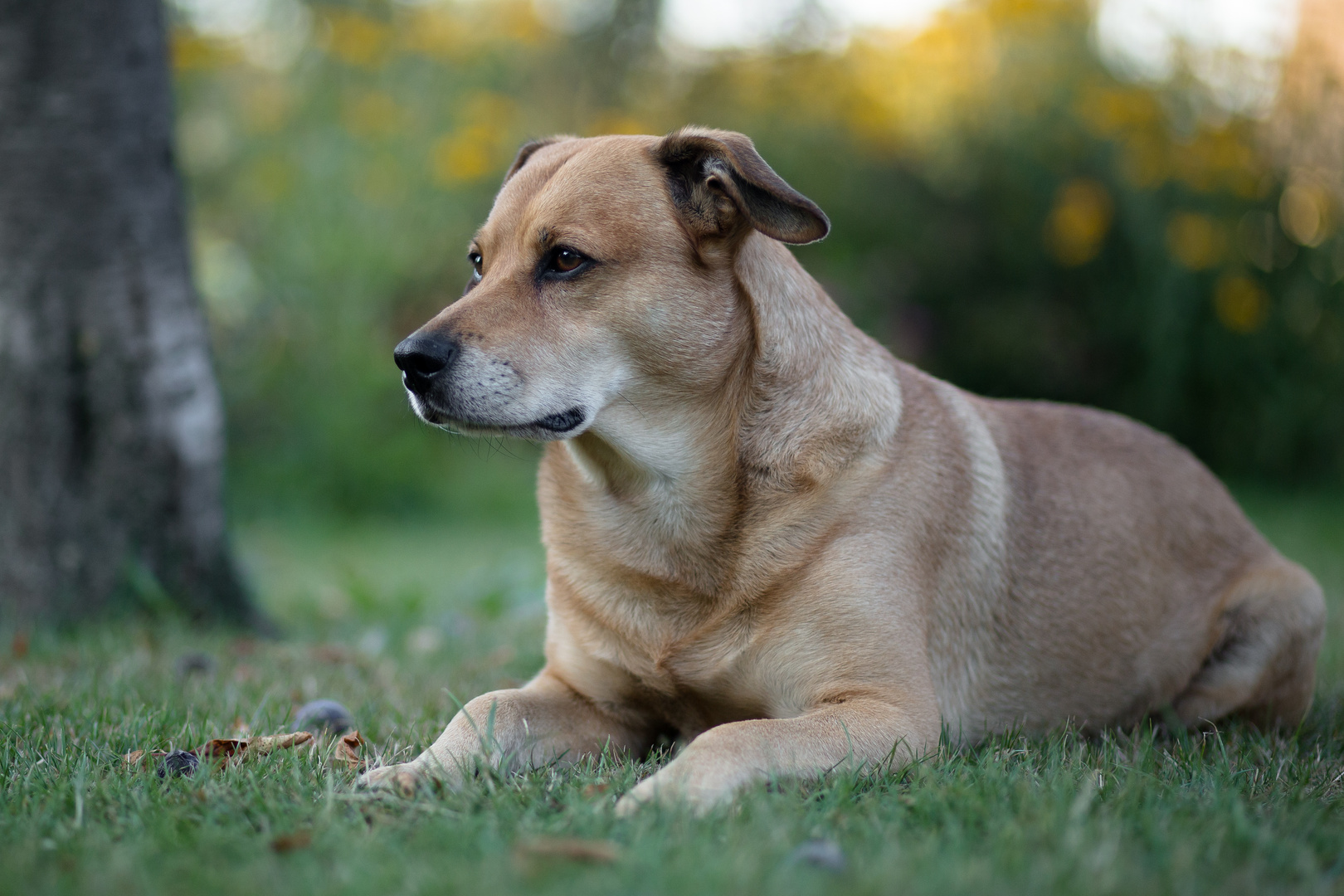 33+ nett Vorrat Hund Bellt Im Garten Hund Bellt Im