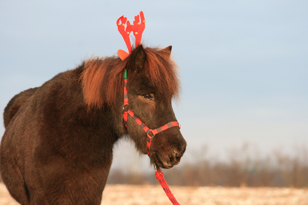 Snorri, the red nose reindeer