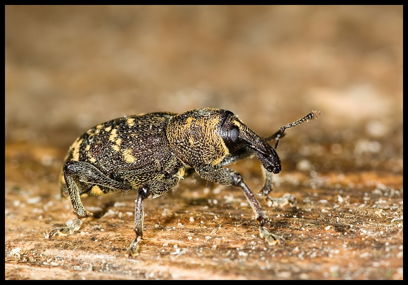 Snout beetle