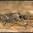 Snout beetle