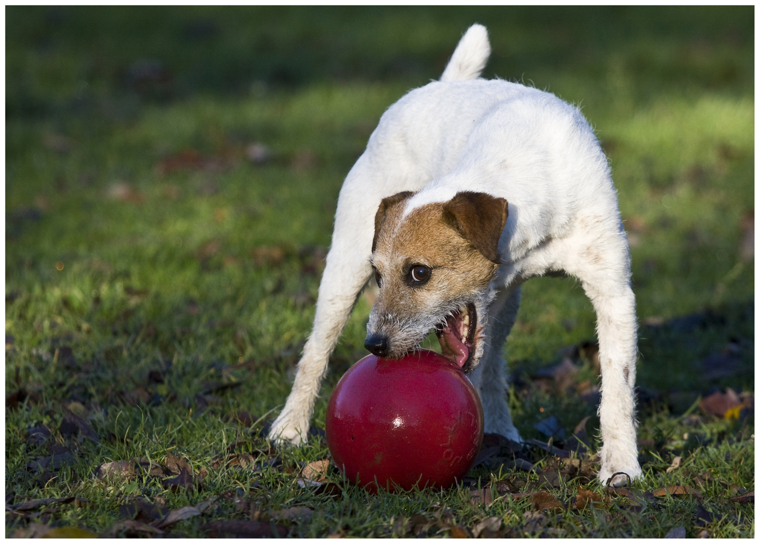 Snoutball