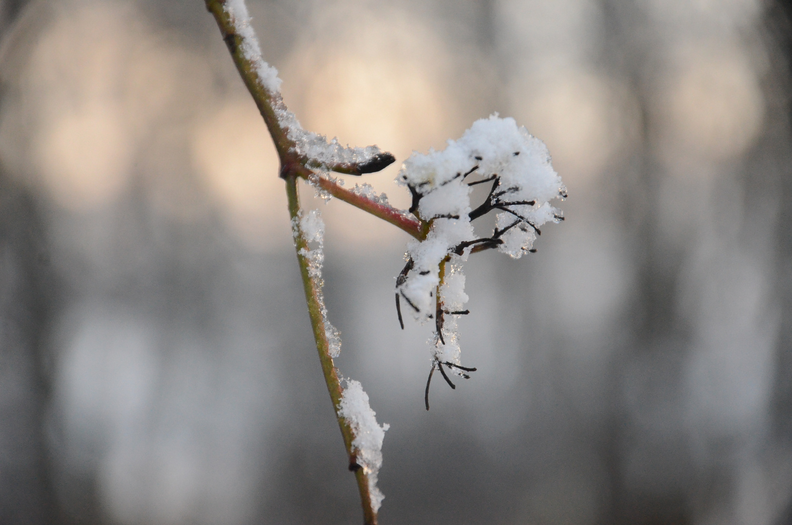 "Snow"