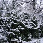 SNOW 2008