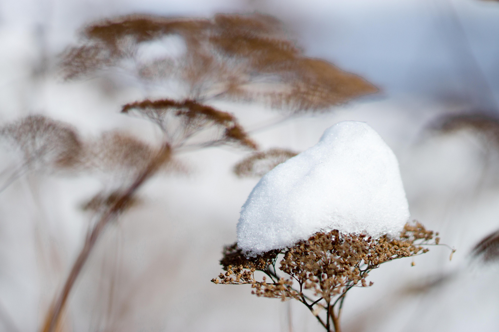 snow - again