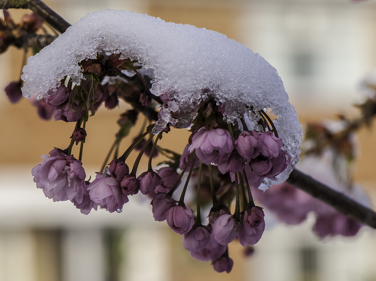 Snow and Blossom....