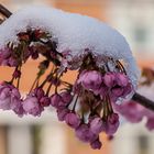 Snow and Blossom....