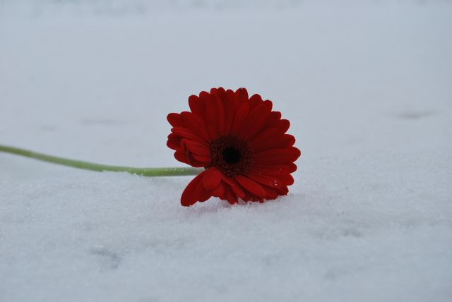 snow and flower