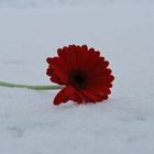 snow and flower