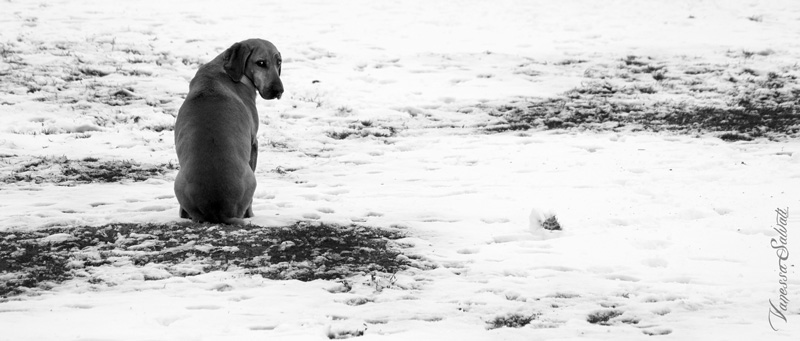 snow and loneliness