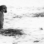 snow and loneliness