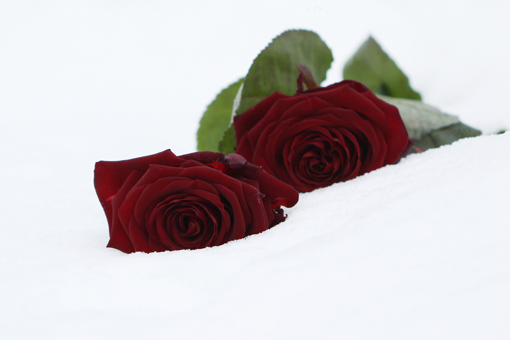 snow and roses