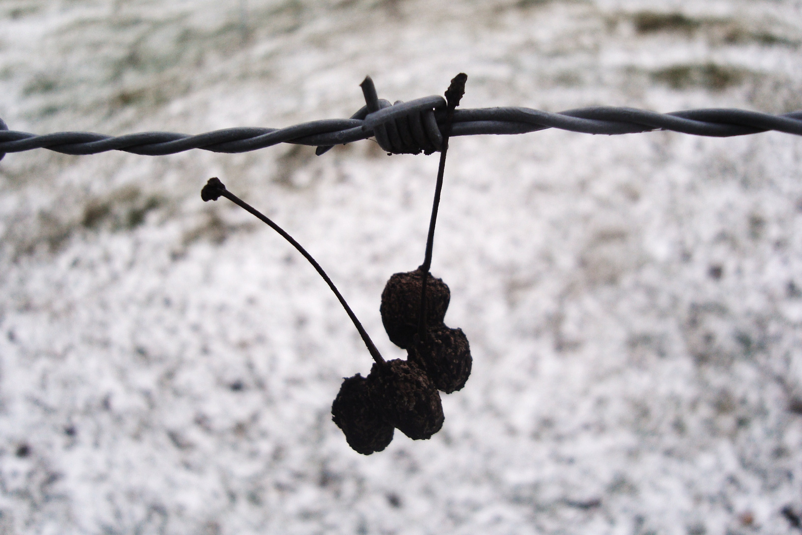 Snow and rotten cherrys