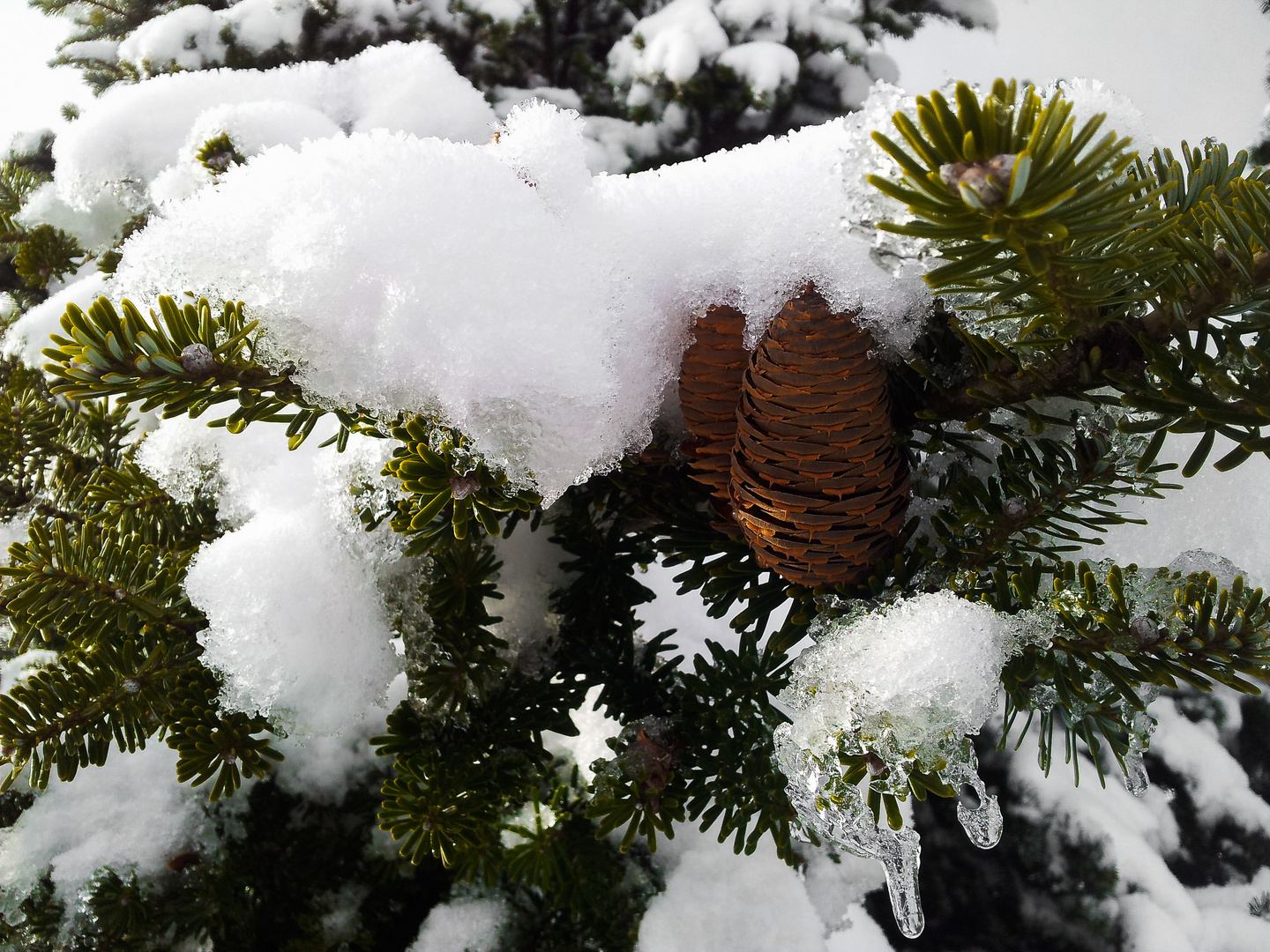 Snow and Spring