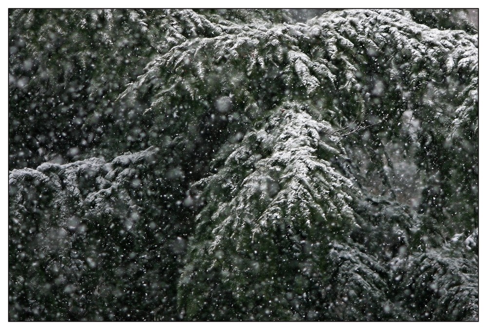 Snow and Tree