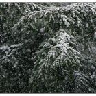 Snow and Tree