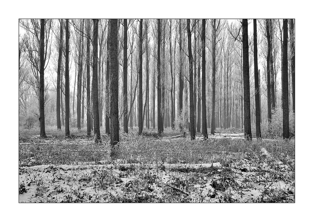 Snow And Trees