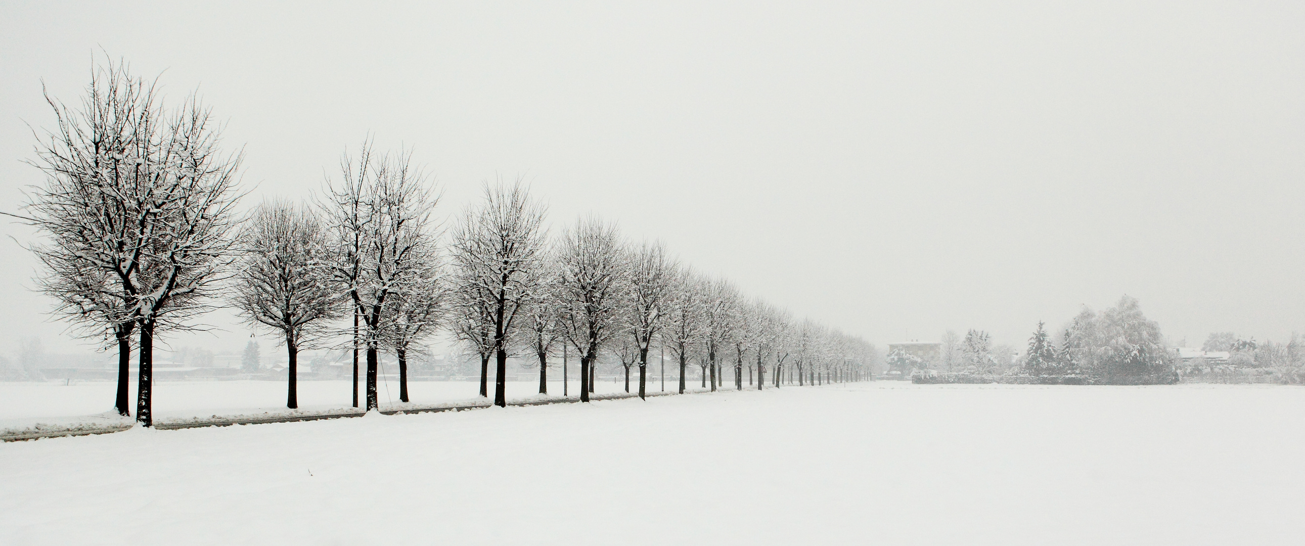 Snow and trees