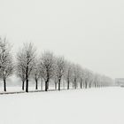 Snow and trees