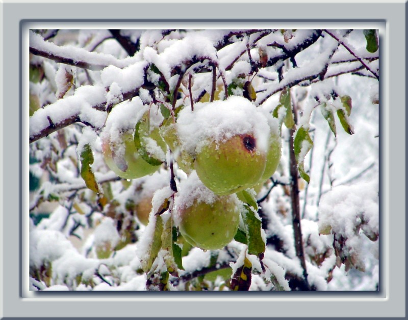 Snow Apples "2"