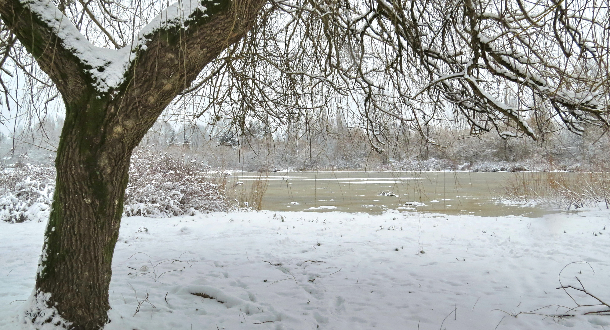 Snow at Trout Lake