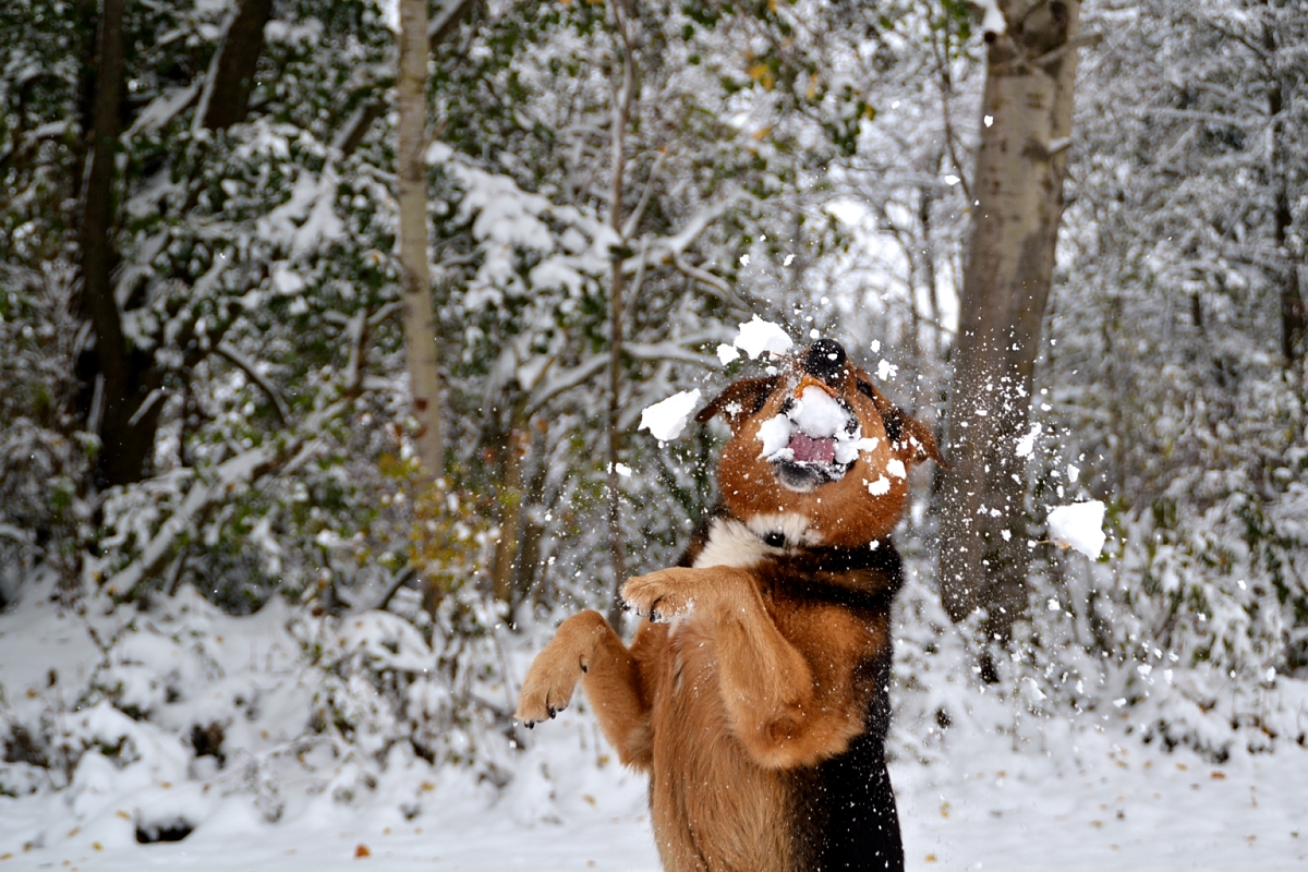 Snow Ball Catch